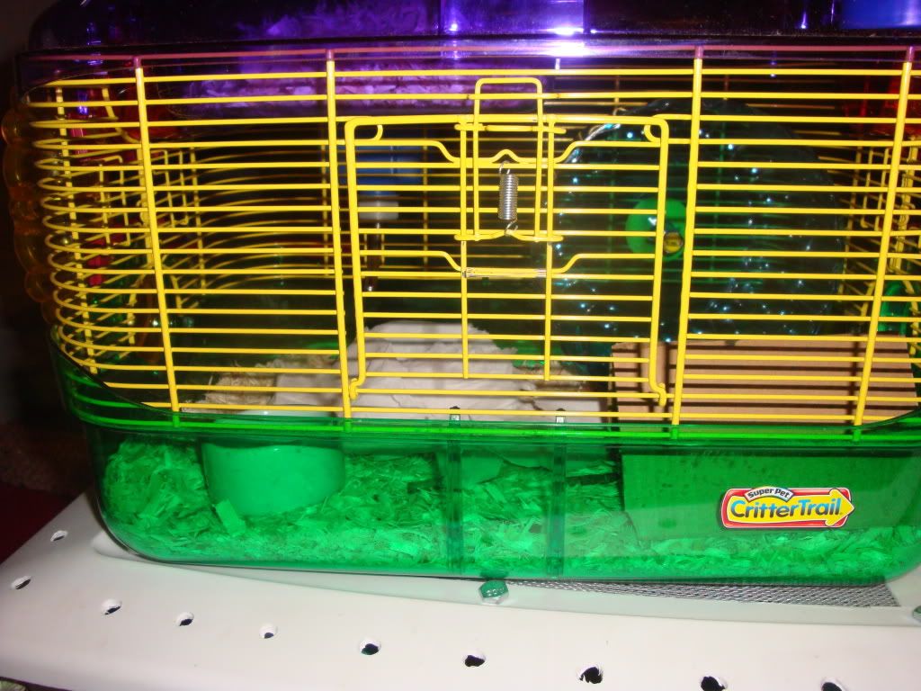 New Mouse cage Pet Mice Forum